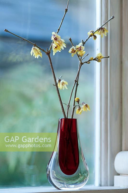 Sprigs of Chimonanthus praecox 'Grandiflorus' - Wintersweet in teardrop vase