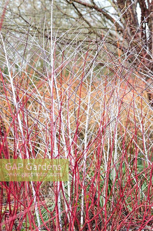 Cornus alba var. Sibirica - Siberian dogwood - with Rubus cockburnianus - white stemmed bramble.