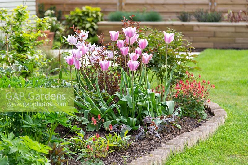 Brick edging with Tulipa 'Violet Beauty' and Aquilegia canadensis 