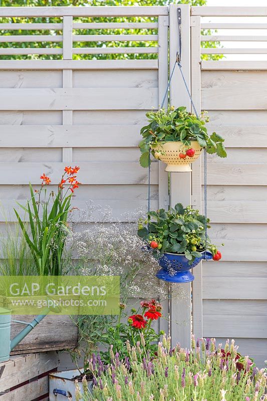 Enamel colanders hung with string as hanging baskets and planted with 
Fragaria 'Loran' - strawberry - plants 