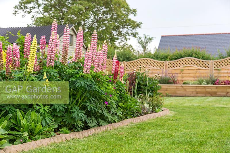 Lupinus 'Russell Hybrids' in flower bed