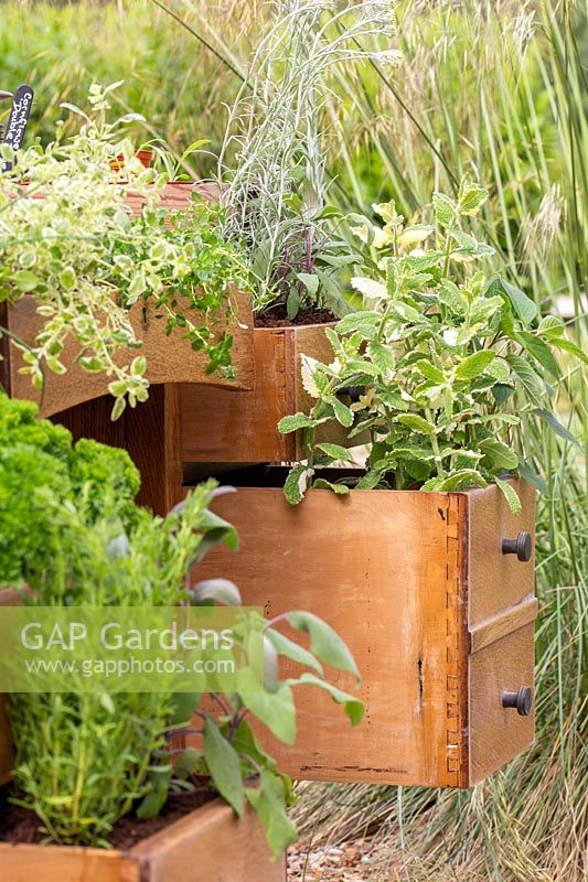 Drawers of old wooden desk planted with herbs, including Sage, Mint, Curry plant and Tarragon