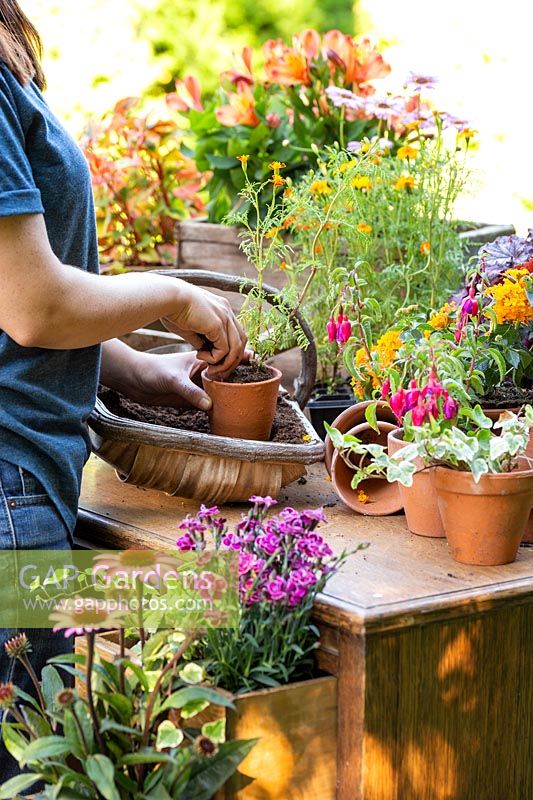 Woman using old wooden desk as potting bench for potting up Tagetes in terracotta pots