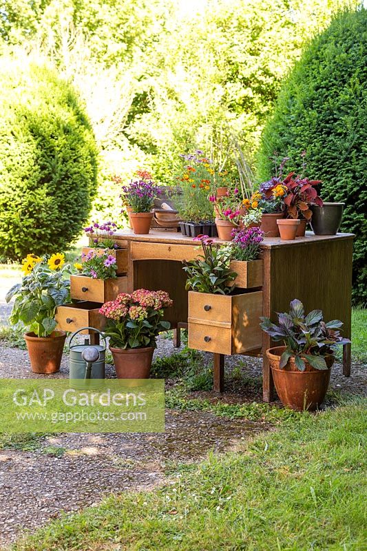 Old wooden desk planted with colourful perennials such as Echinacea - Coneflowers and Dianthus - Pinks 