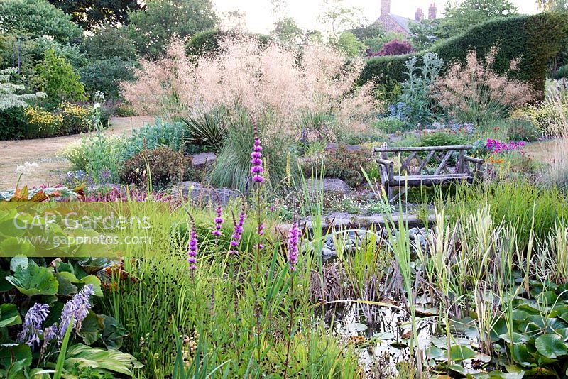 Colourful border includes Stipa gigantea, Nymphaea, Lythrum salicaria by a pond, Bluebell Cottage Gardens, Cheshire, UK 