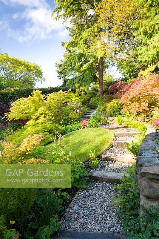 Cobbled path with steps up to a raised section of garden featuring Acer japonica - Japanese acers

