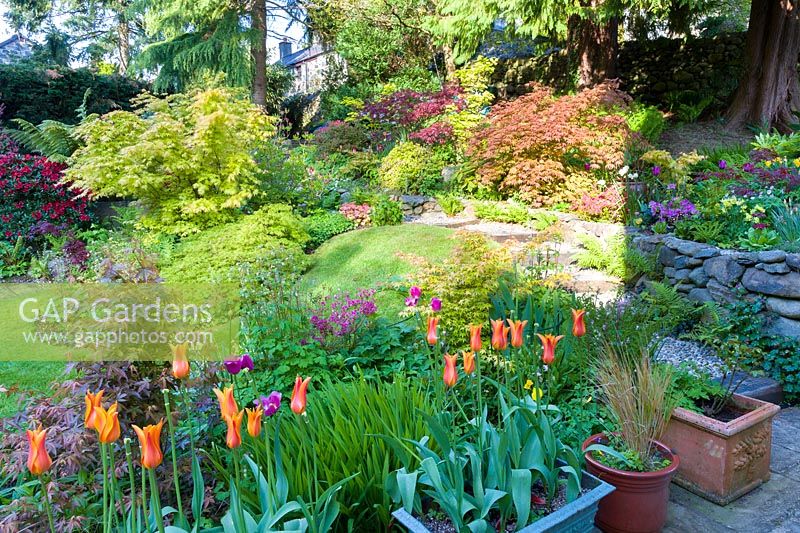 Sloping garden with mixed beds of plants including Acer palmatum japonica - Japanese acers. Tulips in containers
 in foreground.
