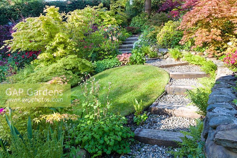 Cobbled path with in-built steps leading up to a raised section of sloping 
garden featuring Acer palmatum japonica - Japanese acers
 