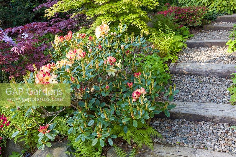 A border beside steps containing Rhododendron, Azalea, Acer palmatum japonica - Japanese acers and ferns