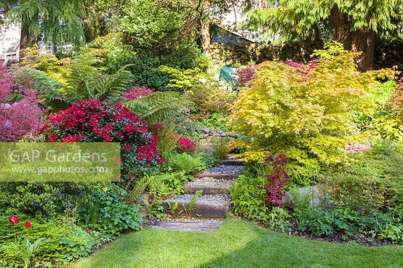 Packed beds either side of path with steps. Beds contain mixed planting: Acer palmatum japonica - Japanese acers, Rhododendron, 
ferns and Dicksonia - tree fern  