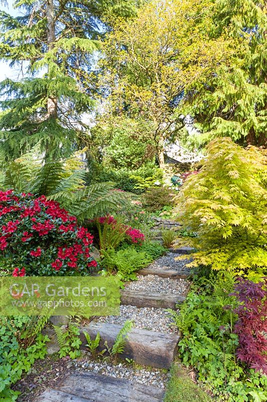 Steps to a raised section of garden at Ty Hwnt Yr Afon, Conwy, North Wales - photographed in May. The borders are planted with Acers, Rhododendrons, Azaleas, ferns and a tree fern.