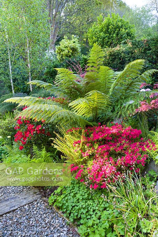 A tree fern, ferns, Rhododendrons and Azaleas in a border. Beyond is a border planted with Himalayan birches.