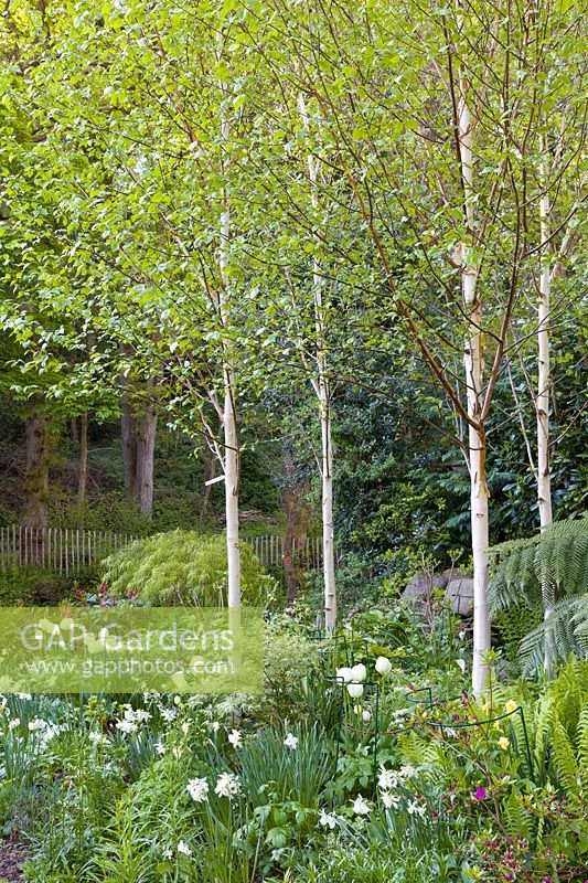 Himalayan birches together with tulips and Narcissi in a white border at Ty Hwnt Yr Afon, Conwy, North Wales - photographed in May. Other planting includes an Acer palmatum, ferns and a tree fern.