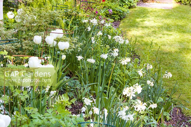A section of a white border planted with tulips and Narcissus 'Thalia'