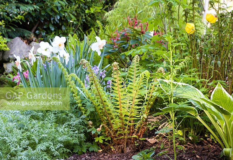 A self-sown fern grows together with Welsh poppies, bluebells, Narcissi and Hostas in a border at Ty Hwnt Yr Afon, Conwy, North Wales - photographed in May