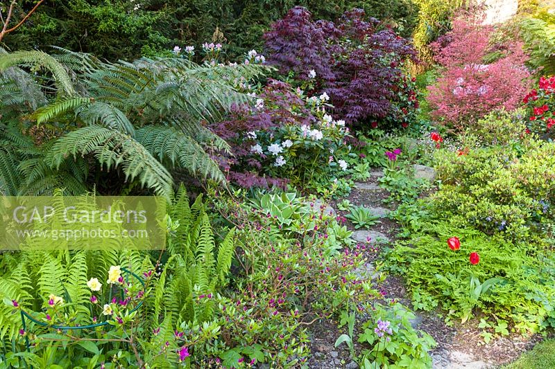 A pathway through borders. Planting includes ferns, Narcissi, Acers, Rhododendrons and a tree fern