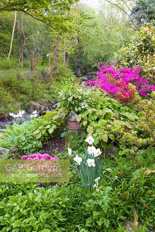 A riverside border featuring Azaleas and Narcissi
