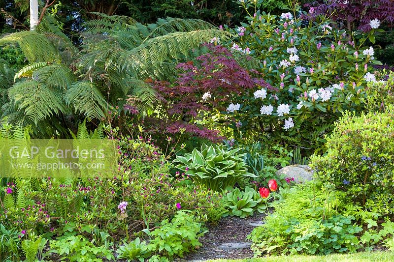 A pathway bordered by Rhododendrons, Azaleas, self-sown ferns, a tree fern, Primulas and tulips 