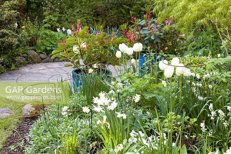 A section of a white border planted with tulips and Narcissus 'Thalia' at Ty Hwnt Yr Afon, Conwy, North Wales - photographed in May. Beyond is a circular riverside patio, with blue containers planted with Rhododendrons.