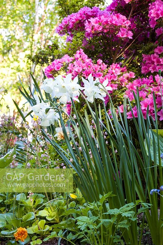 Narcissus 'Thalia' combines with a pink Azalea and Saxifraga urbium in a border 
at Ty Hwnt Yr Afon, Conwy, North Wales - photographed in May