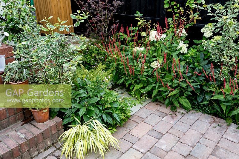 Herbs on steps with Hakonechloa, Persicaria amplexi, Hydrangea and Polystichum 