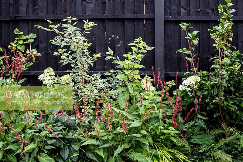 London garden designed by Nick Gough 
Border against black painted fence 
Red thin flower: Persicaria amplexi 'Orange Field' 
White flower: Hydrangea paniculata 'Limelight' 
Cornus alba 'Sibirica Variegata'