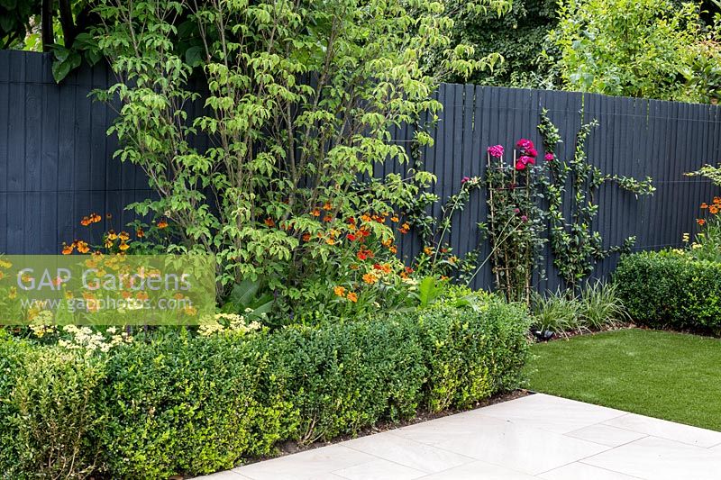 Garden design by Nick Gough 
Garden with artificial lawn with stone slab patio with 
Planting on the left: buxus sempervirens hedge, 
Orange Helenium 'Moerheim Beauty' 
Yellow Achillea 'Teracotta' 
Cornus 'Florida Rainbow' -shrub on left
Rosa 'Compassion' -trained against fence