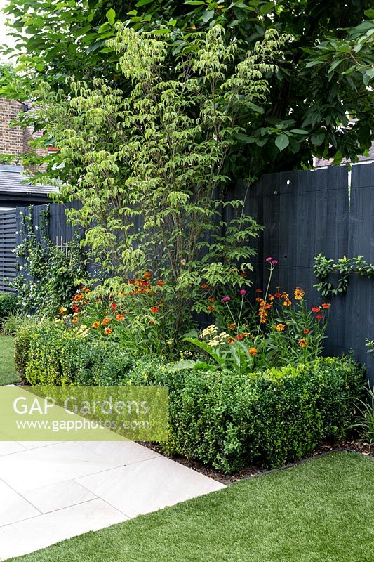 Garden design by Nick Gough 
Garden border with black painted wood fence 
Planting includes: buxus sempervirens hedge, 
Orange Helenium 'Moerheim Beauty', 
Yellow Achillea 'Teracotta', 
Cornus 'Florida Rainbow'