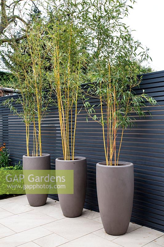 Phyllostachys aurea - Golden Bamboo in planters against fence