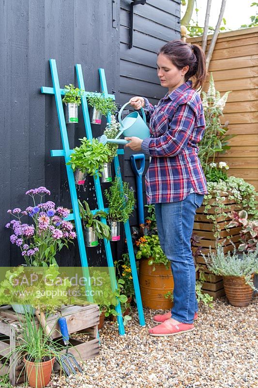 Watering herbs in tin cans hanging on trellis planter