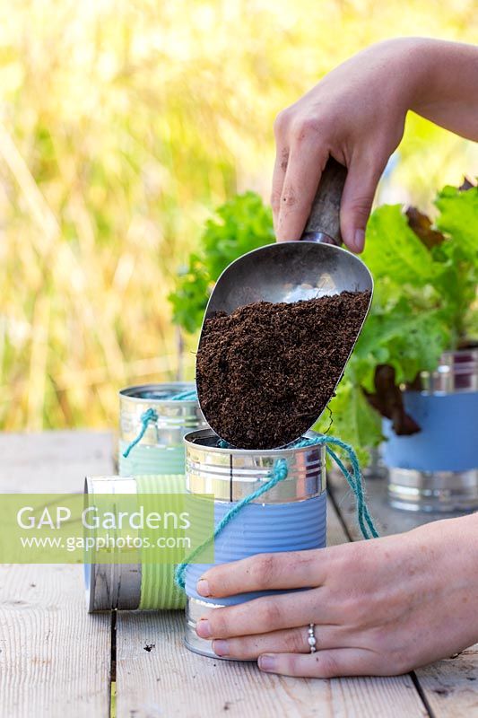 Adding compost to tin cans prior to planting lettuce