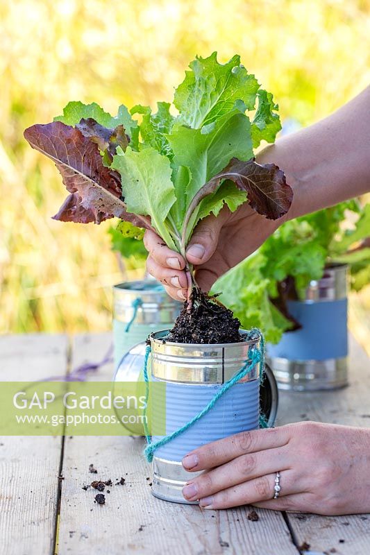 Planting lettuce in painted tin cans
