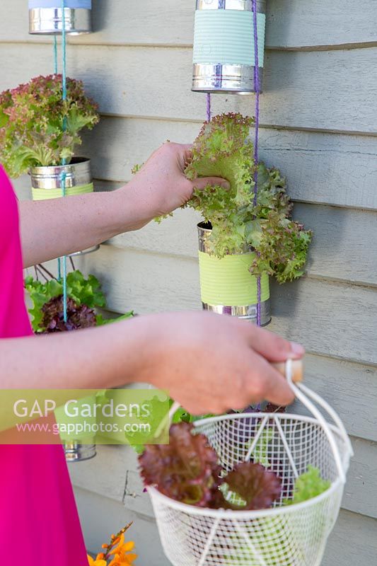 Woman picking lettuce from hanging tin cans and placing in basket