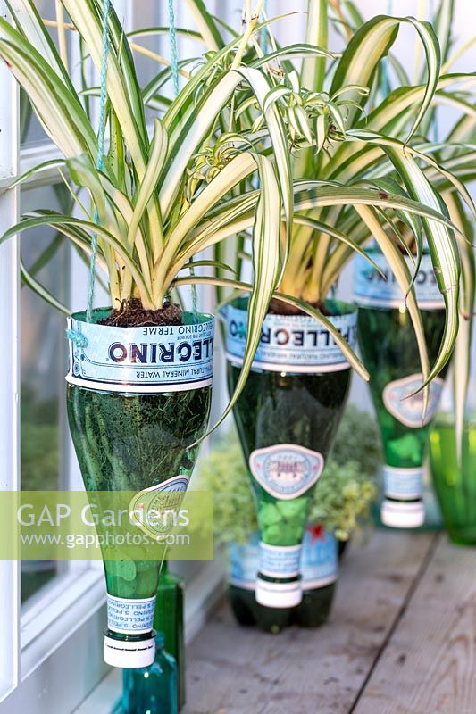 Chlorophytum - Spider Plants planted in recycled bottles 