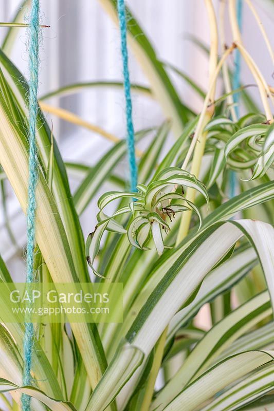 Chlorophytum - Spider Plant plantlets