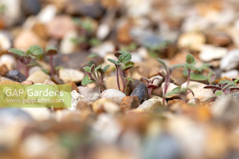 Nepeta 'Walkers Low' - self sown Catmint seedlings in gravel