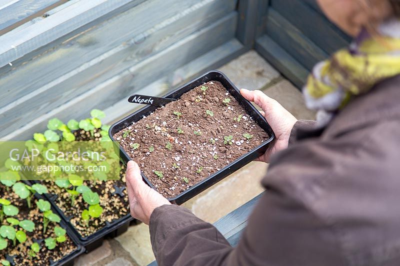 Placing Catmint seedlings in cold frame - Nepeta 'Walkers Low'