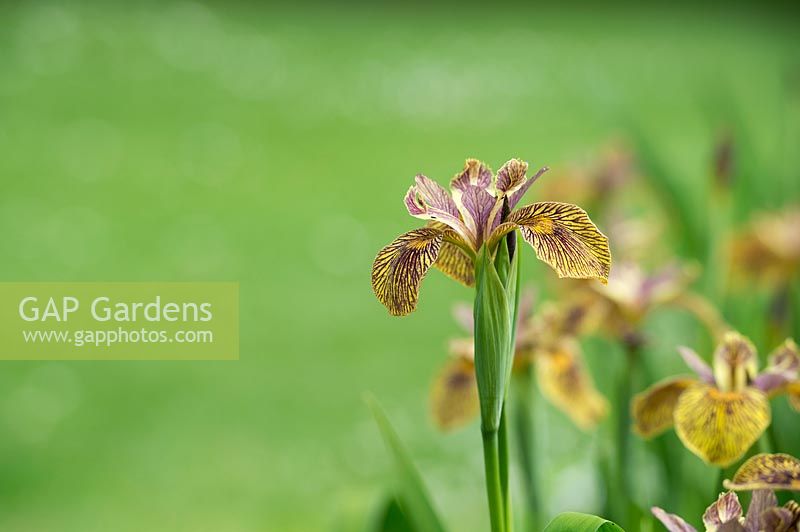Iris pseudacorus 'Berlin Tiger' - Flag Iris 