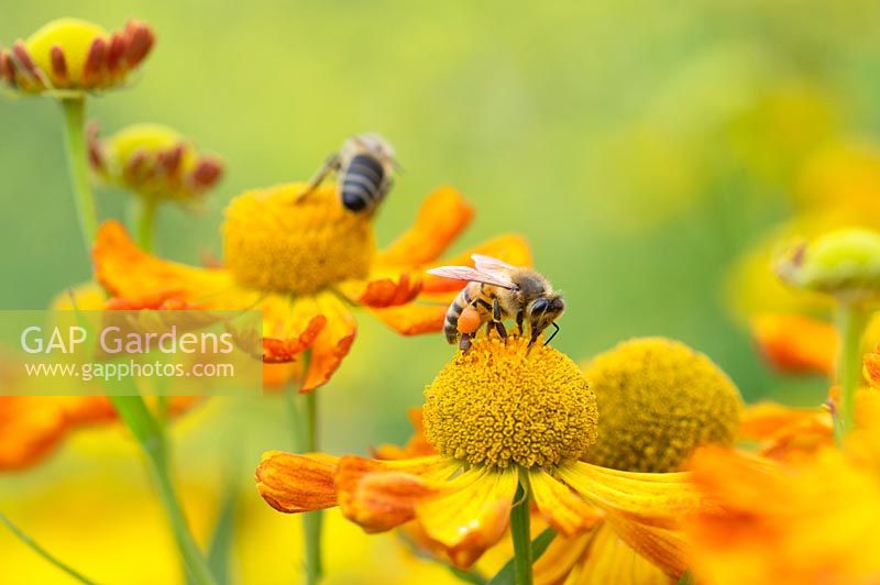 Apis mellifera - Honey bees on Helenium Oldenburg - Sneezeweed
