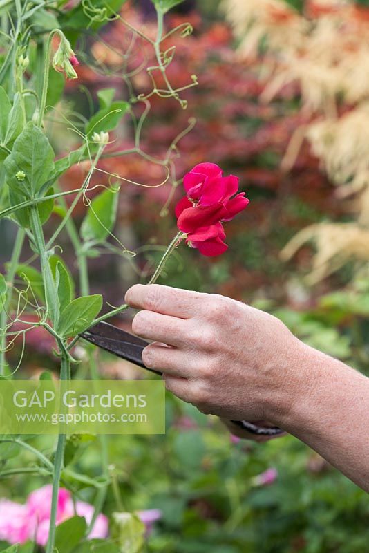 Lathyrus odoratus 'Firebrand' - Gardener cutting Sweet Peas 