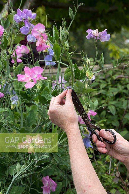 Lathyrus odoratus 'Pinkie' - Gardener cutting Sweet Peas 