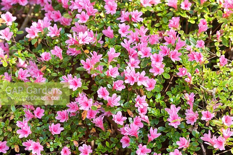 Rhododendron 'Kirin' 