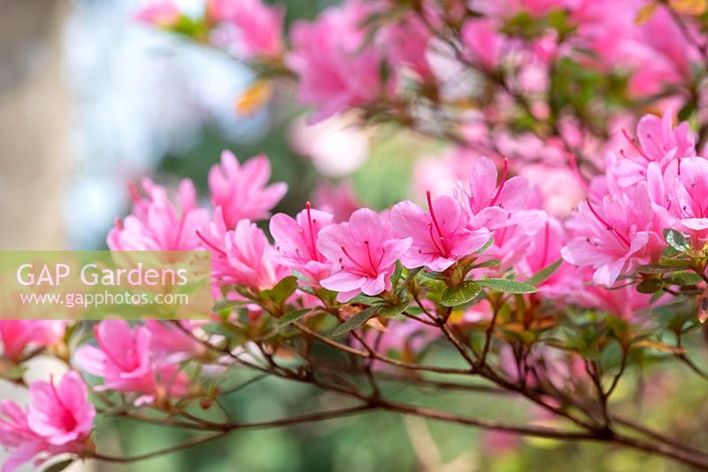 Rhododendron 'Kirin' 