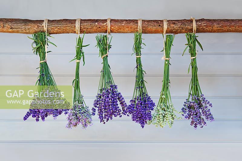 Lavandula angustifolia -  Lavender drying