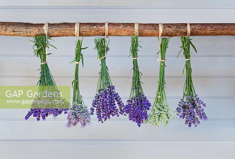 Lavandula angustifolia - Lavender drying