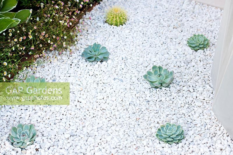Small succulents planted in white gravel. A Very Modern Problem, Designer Pollyanna Wilkinson, RHS Hampton Court Palace Flower Show, 2018.