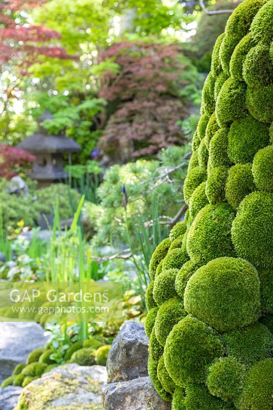 Moss balls, Acer palmatum and Pinus - O-mo-te-na-shi no NIWA - The Hospitality Garden - RHS Chelsea Flower Show 2018 - Sponsor: G-Lion - Best Artisan Garden, Gold