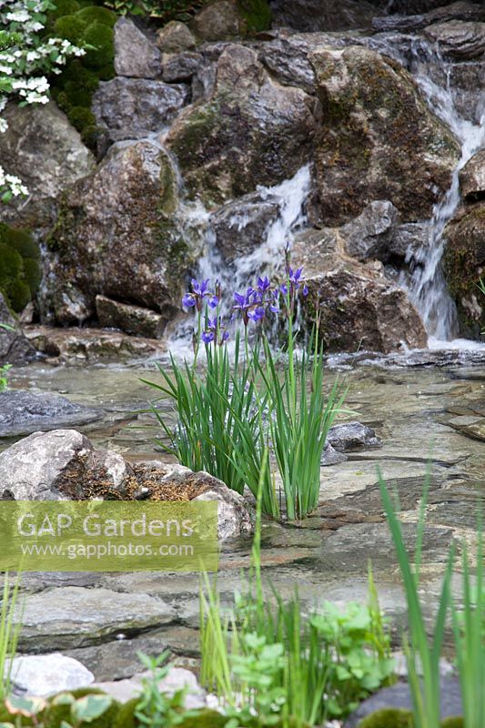 Iris sibirica growing in pool with rocks and waterfall in the background. O-mo-te-na-shi no NIWA - The Hospitality Garden, Sponsor: G-Lion, RHS Chelsea Flower Show, 2018.