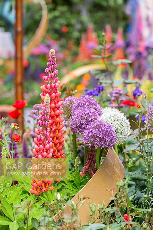 The Supershoes, Laced with Hope Garden, a partnership with Frosts -Metal ribbon sculpture with mixed planting of Lupinus and Alliums - RHS Chelsea Flower Show, 2018 - Sponsor: Frosts Garden Centres