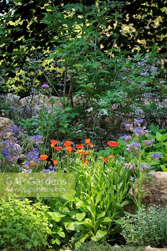 Bee-friendly planting including borage and marigolds. The Warner Edwards Garden, a representation of Falls Farm in the Northamptonshire countryside, Sponser: Warner Edwards, RHS Chelsea Flower Show, 2018.

